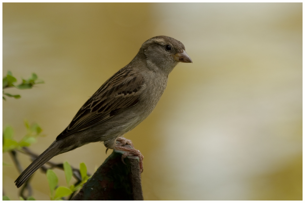 Ein kleiner Spatz