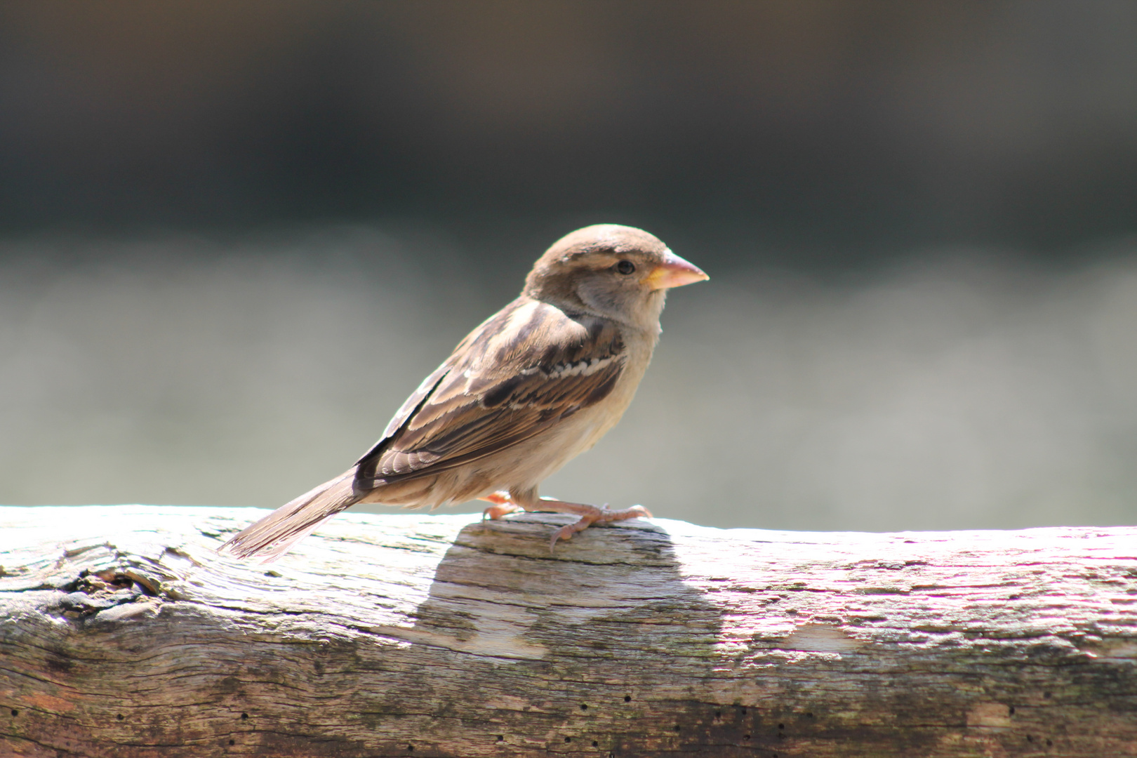 Ein kleiner Spatz