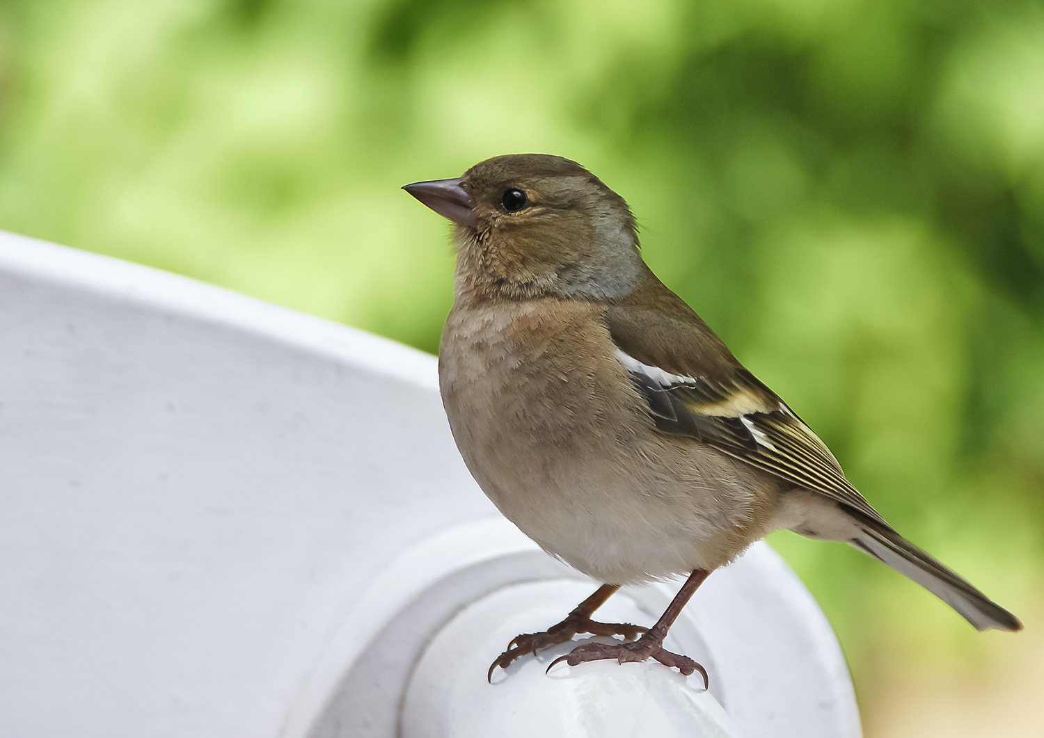 Ein kleiner Spatz