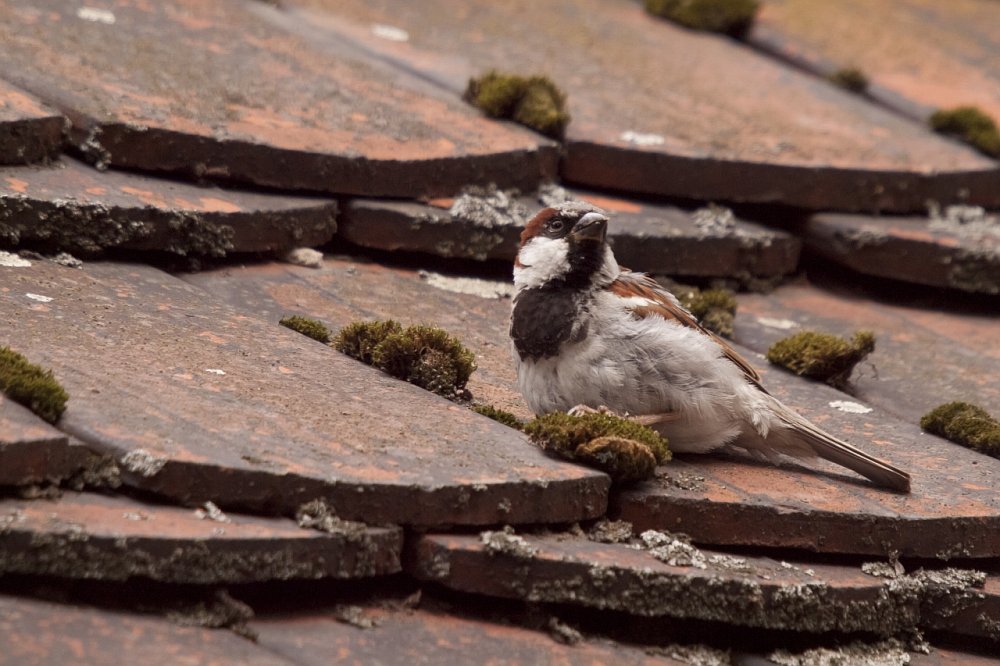 ein kleiner Spatz