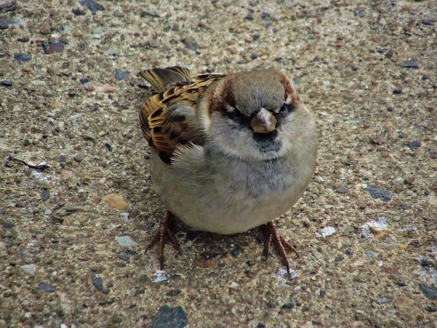 ein kleiner spatz in berlin