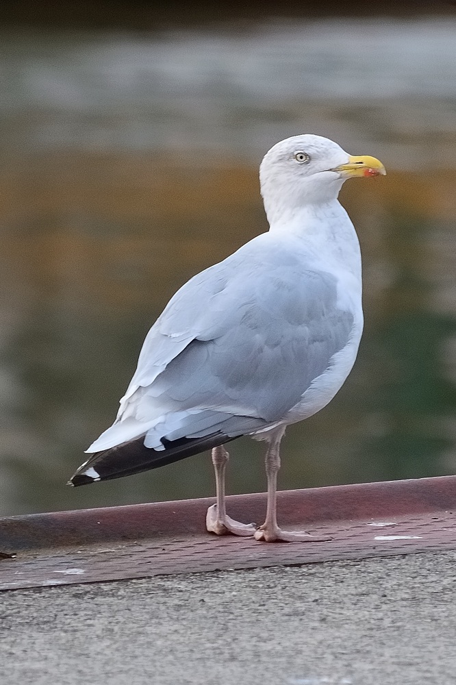 Ein kleiner Spaziergang am Hafenkai kann doch nicht schaden!