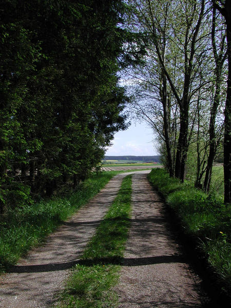 Ein kleiner Spaziergang durch den Wald