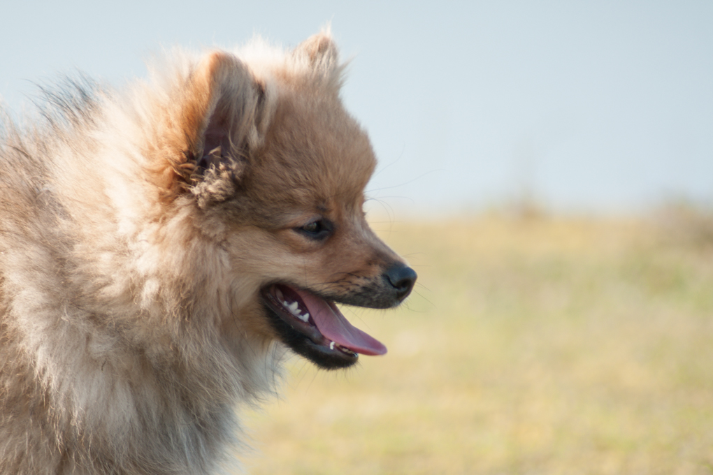 Ein kleiner Spitz