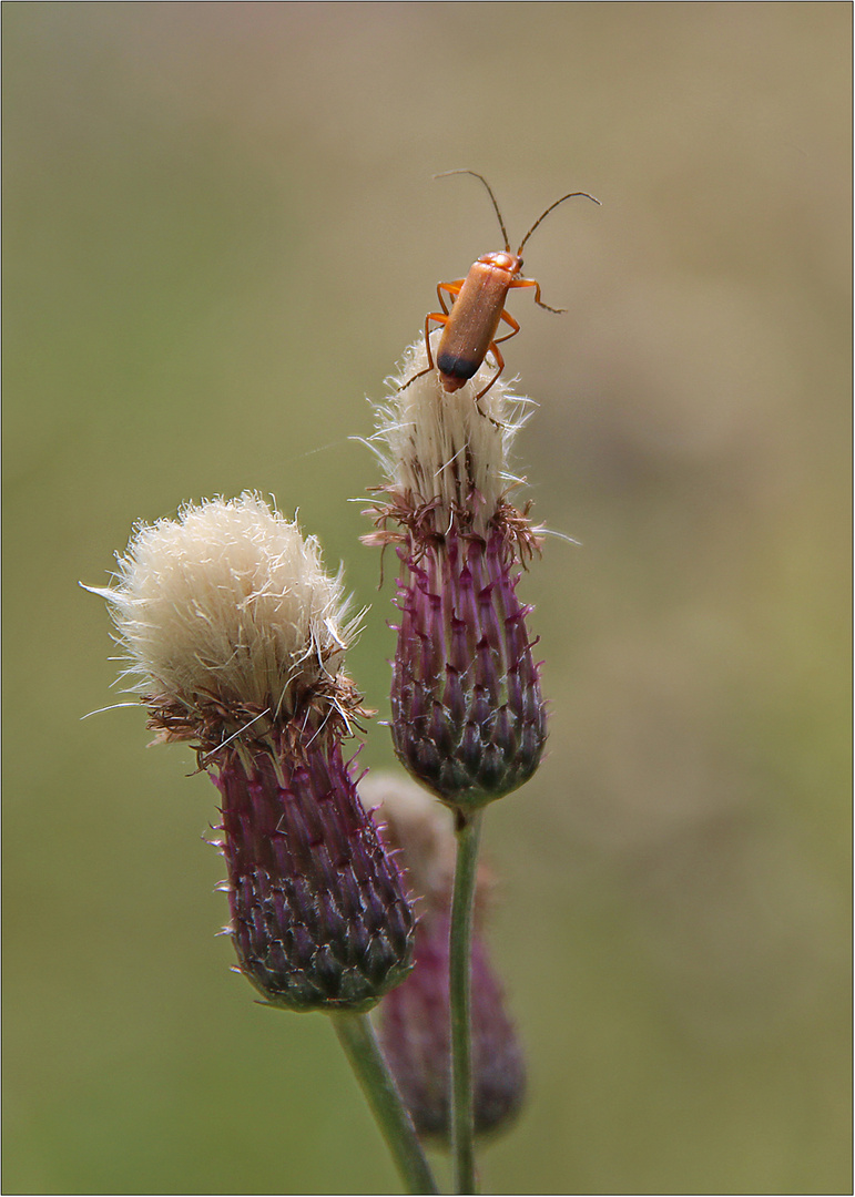 Ein kleiner Spring-ins-Feld ...