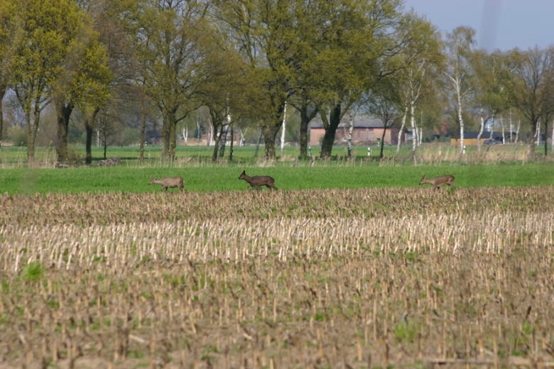 ein kleiner Sprung Rehwild im April