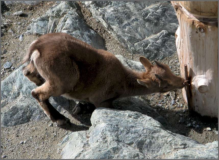 Ein kleiner Steinbock