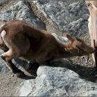 Ein kleiner Steinbock