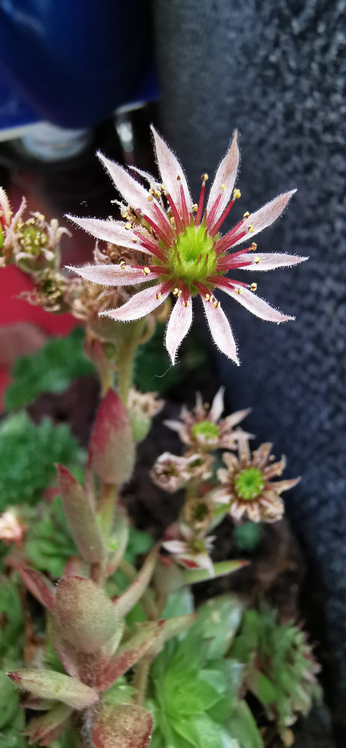 Ein kleiner Steingarten auf dem Balkon.