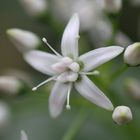 ein kleiner Stern aus dem Botanischen Garten