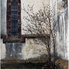 Ein kleiner Strauch an der Kirchenmauer müht sich redlich ...