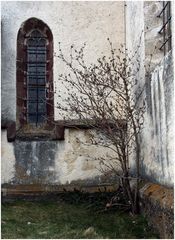 Ein kleiner Strauch an der Kirchenmauer müht sich redlich ...