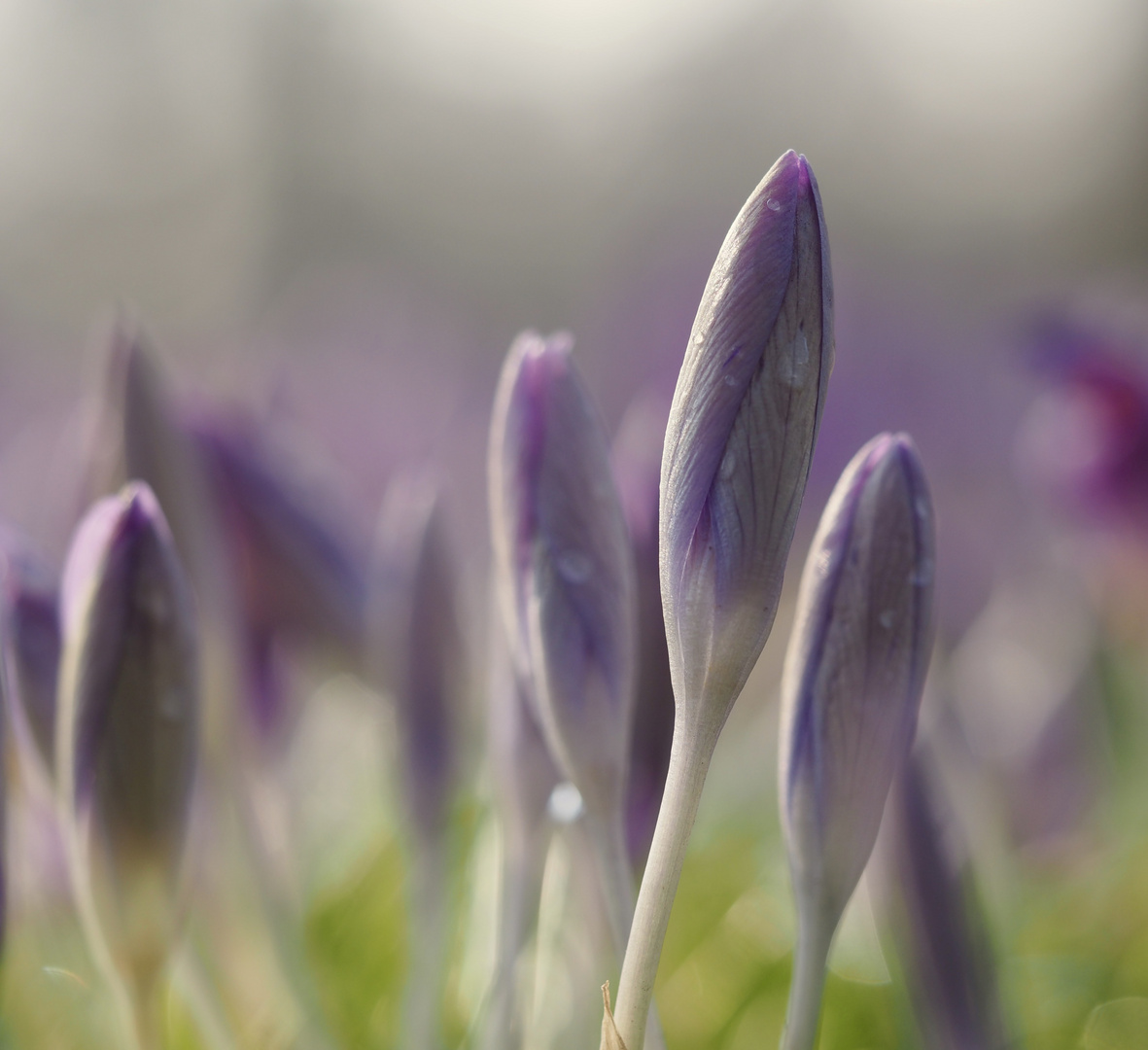 Ein kleiner Strauß Frühling...