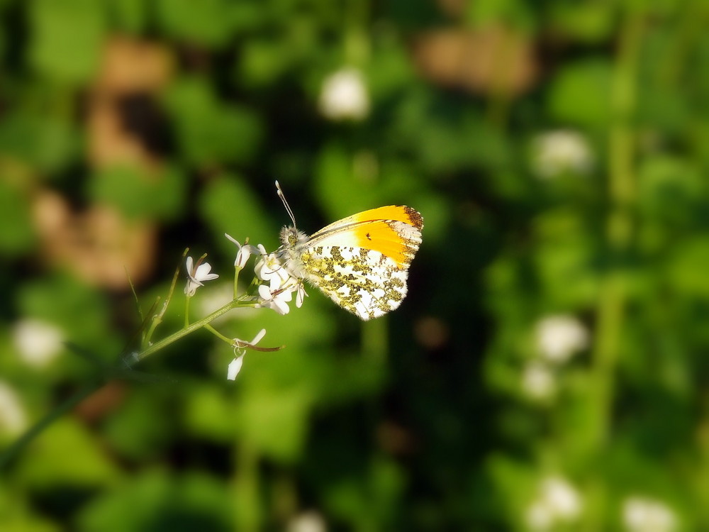 Ein kleiner Streifzug im Wald