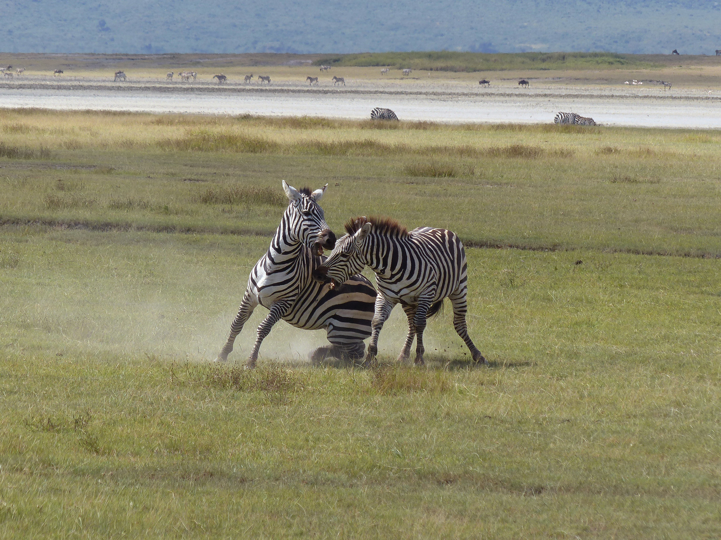 Ein kleiner Streit unter Zebras