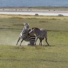 Ein kleiner Streit unter Zebras