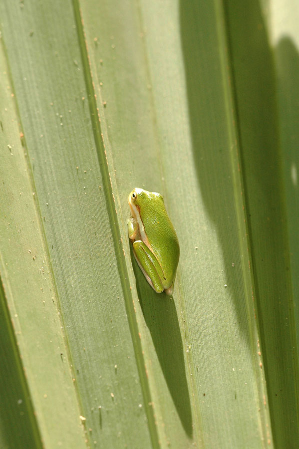 Ein kleiner süßer Frosch braucht Schutz