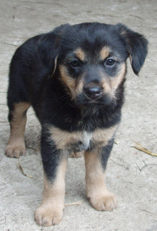 Ein kleiner süßer Wachhund