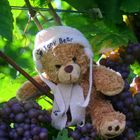 Ein kleiner Teddy in denn Weinbergen auf Reisen.