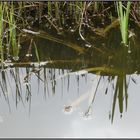 Ein kleiner Teich in Nachbars Garten... 