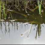 Ein kleiner Teich in Nachbars Garten... 