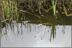 Ein kleiner Teich in Nachbars Garten... 