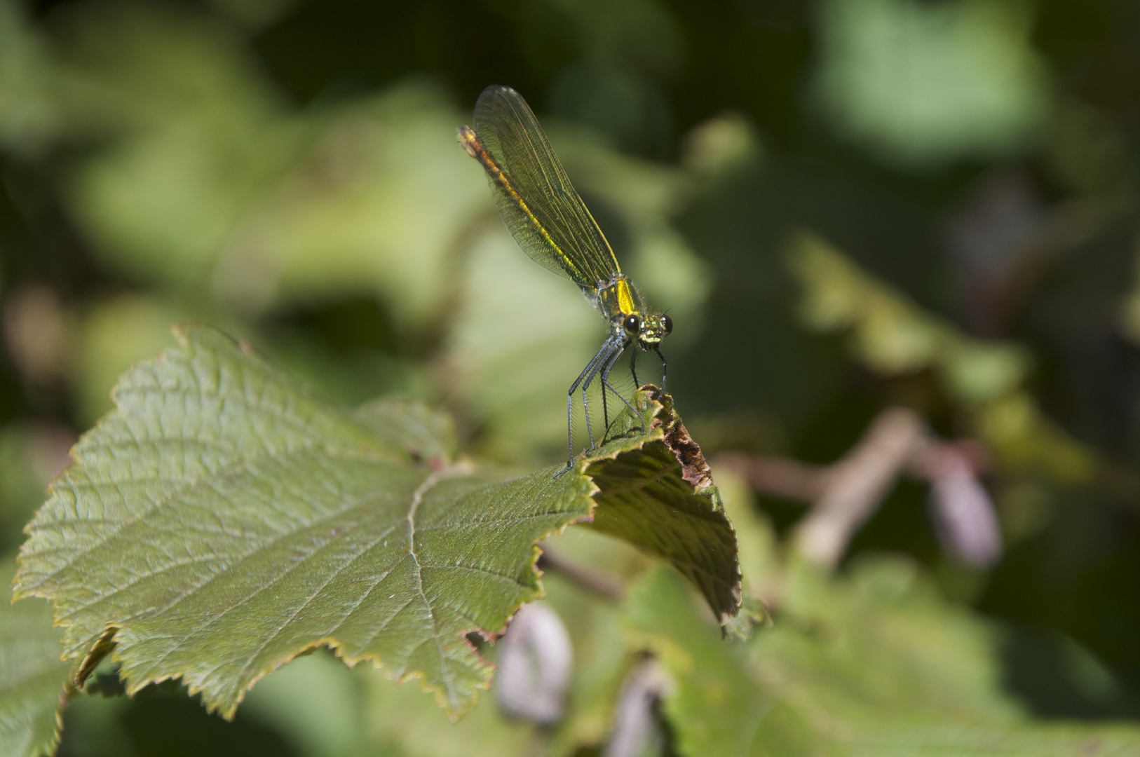 ein kleiner Teil der Natur und so gigantisch