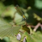 ein kleiner Teil der Natur und so gigantisch