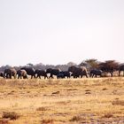 Ein kleiner Teil der riesigen Elefantenherde zieht nach Westen