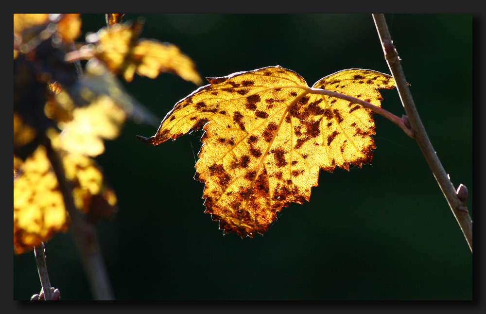 Ein kleiner Teil des Herbstes