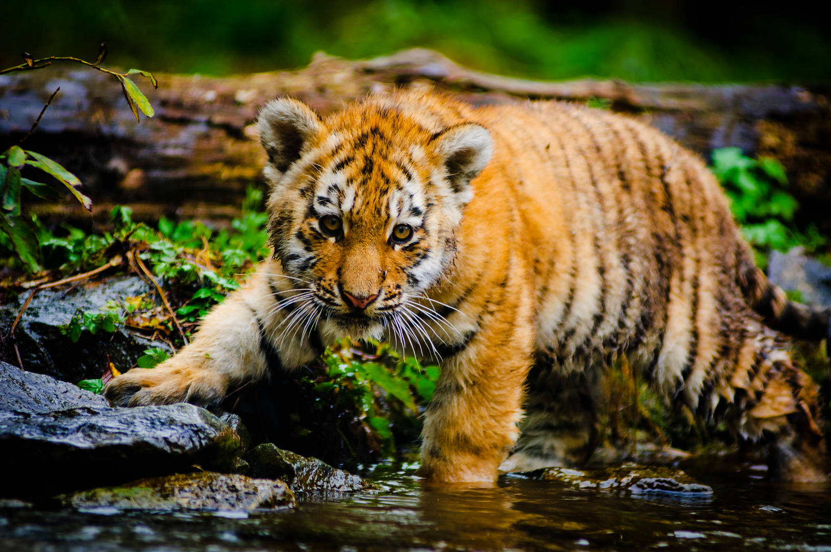 Ein kleiner Tiger entdeckt die Welt