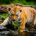 Ein kleiner Tiger entdeckt die Welt