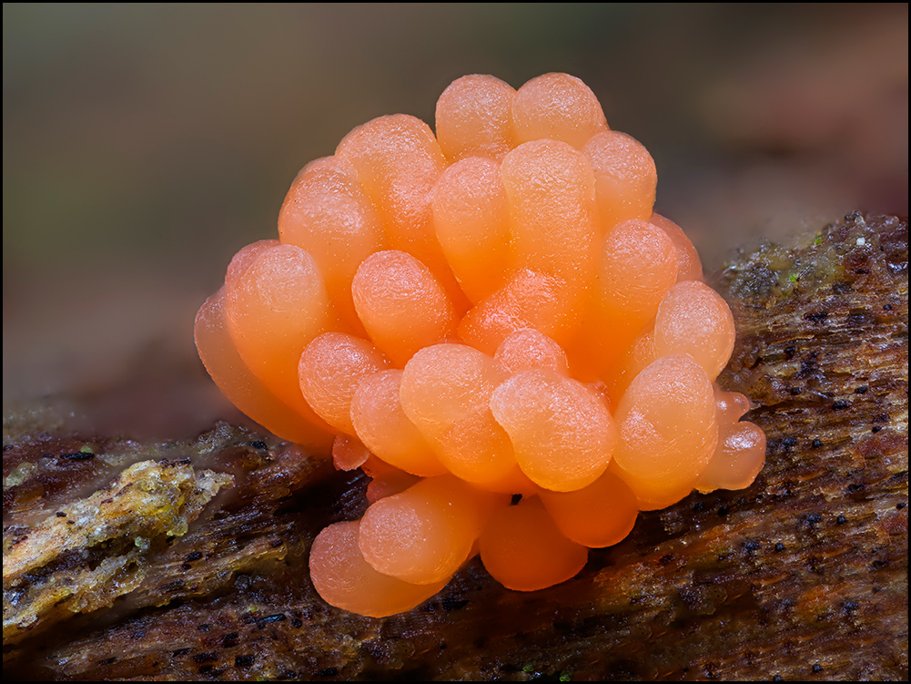 Ein kleiner Tubifera..