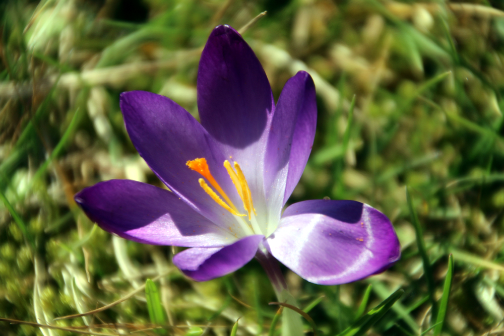 ...ein kleiner überflogener Krokus im vorbeirennen...