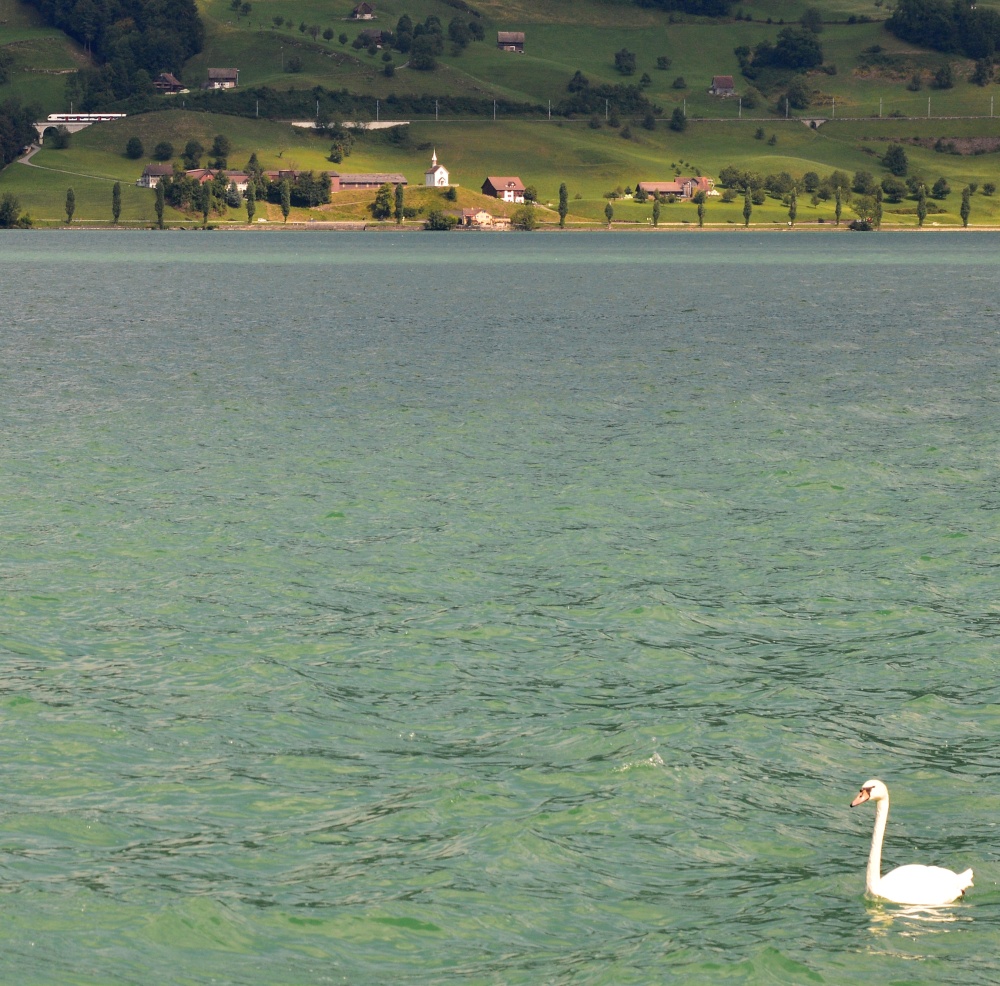 Ein kleiner und ein grosser Schwan