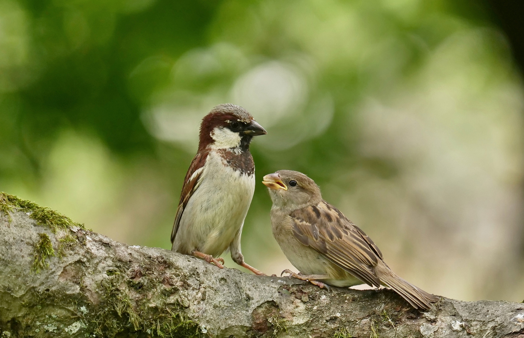 Ein kleiner und ein grosser Spatz