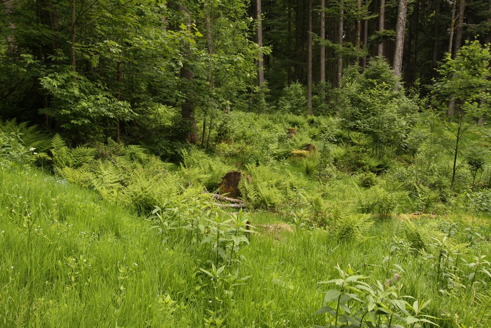 ein kleiner Urwald...?