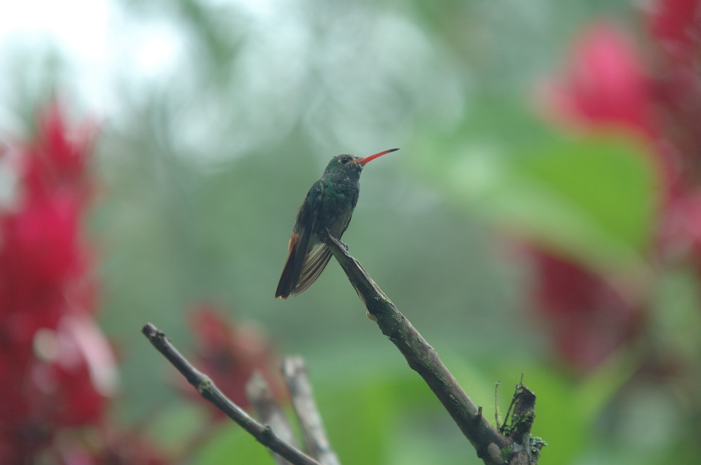 Ein Kleiner Vogel