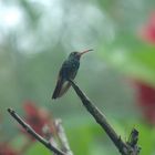 Ein Kleiner Vogel