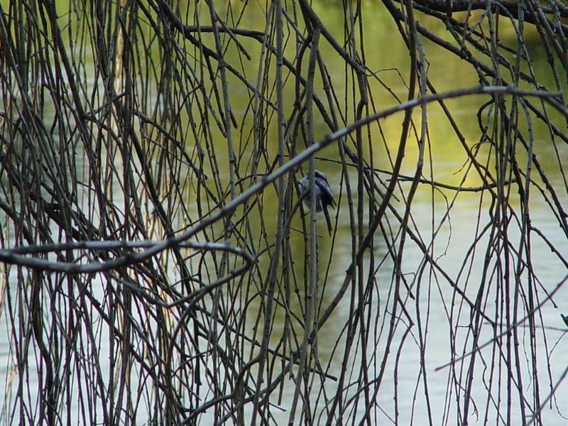 Ein kleiner Vogel