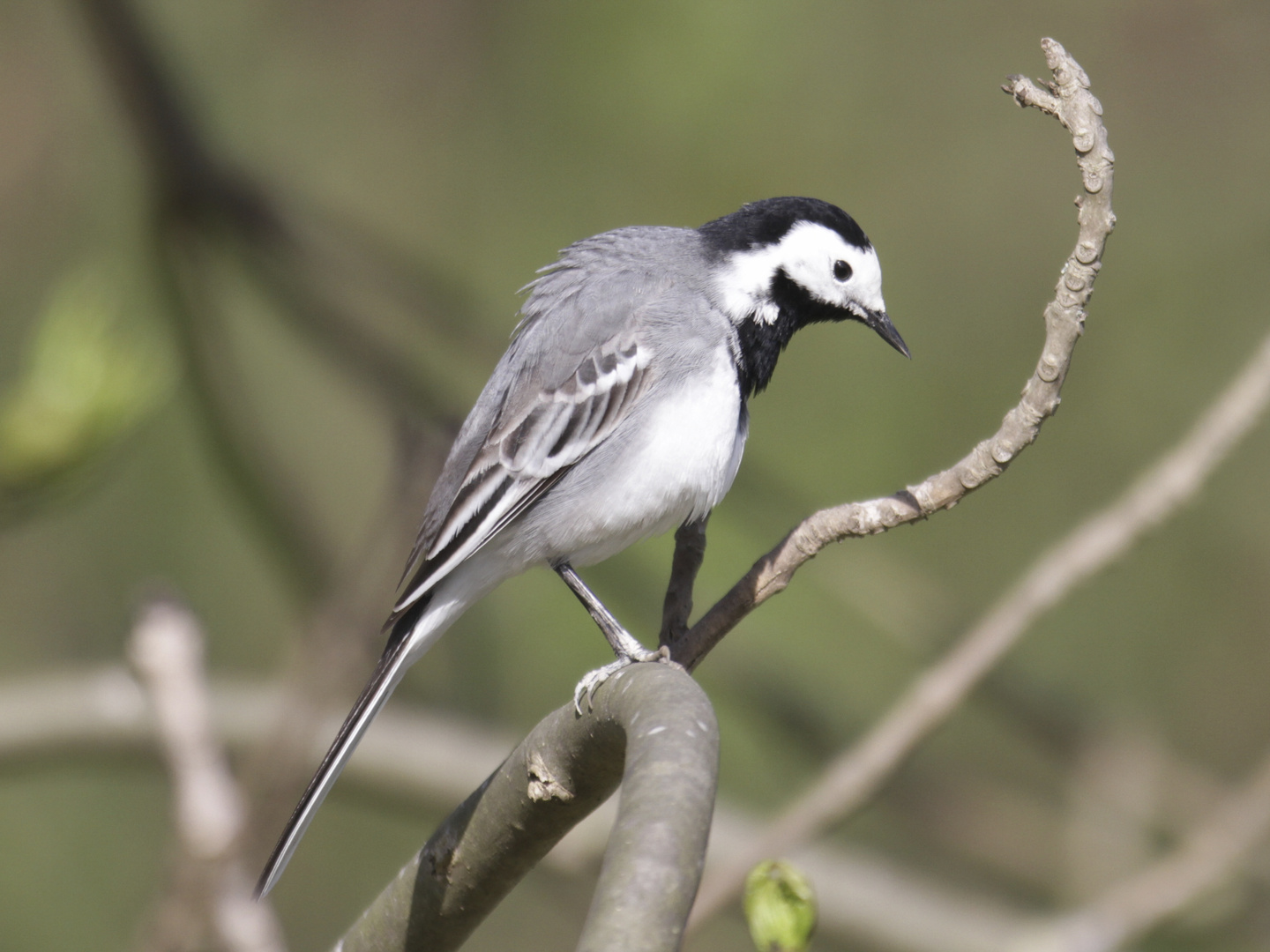 Ein kleiner Vogel