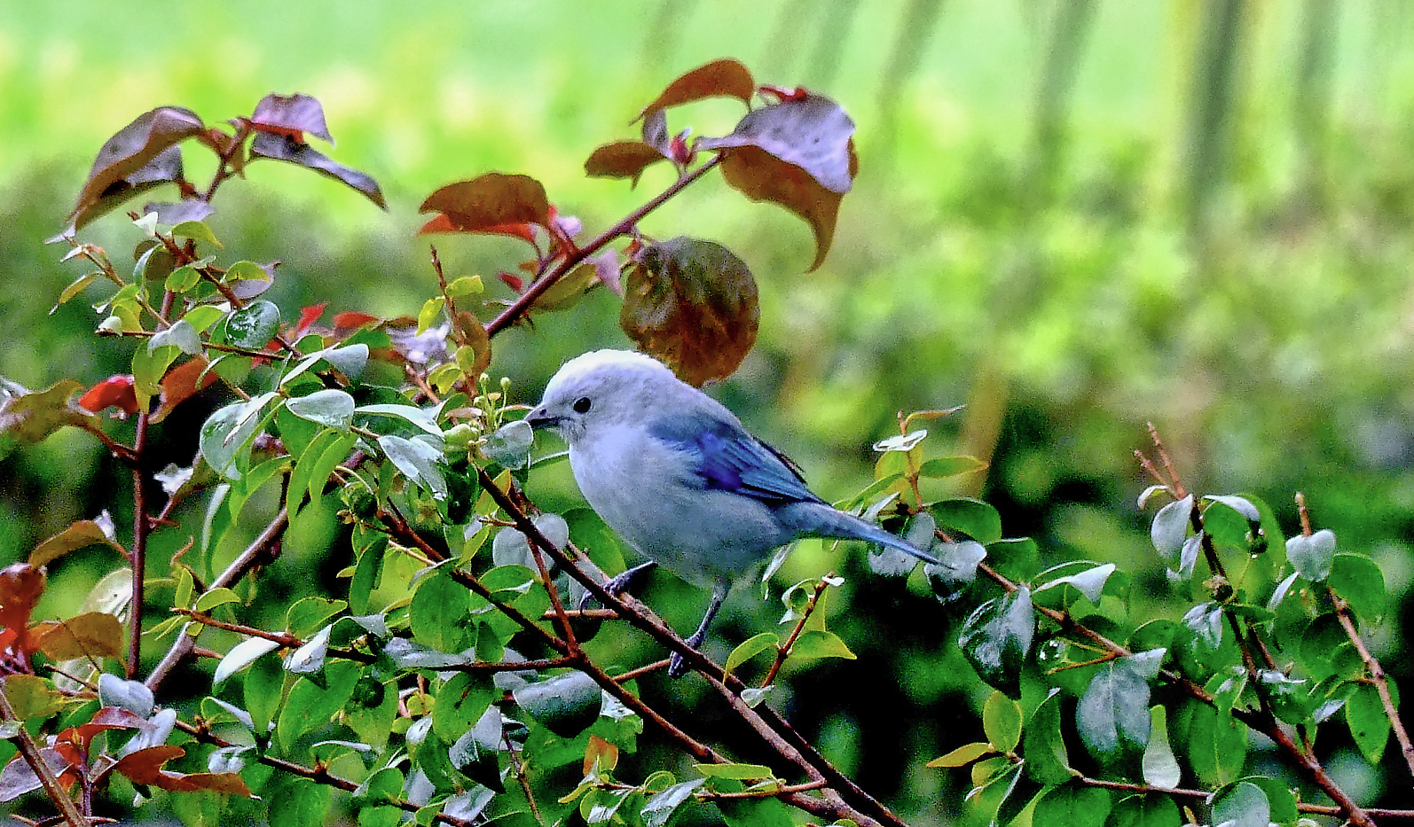 ein kleiner Vogel