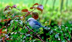 ein kleiner Vogel