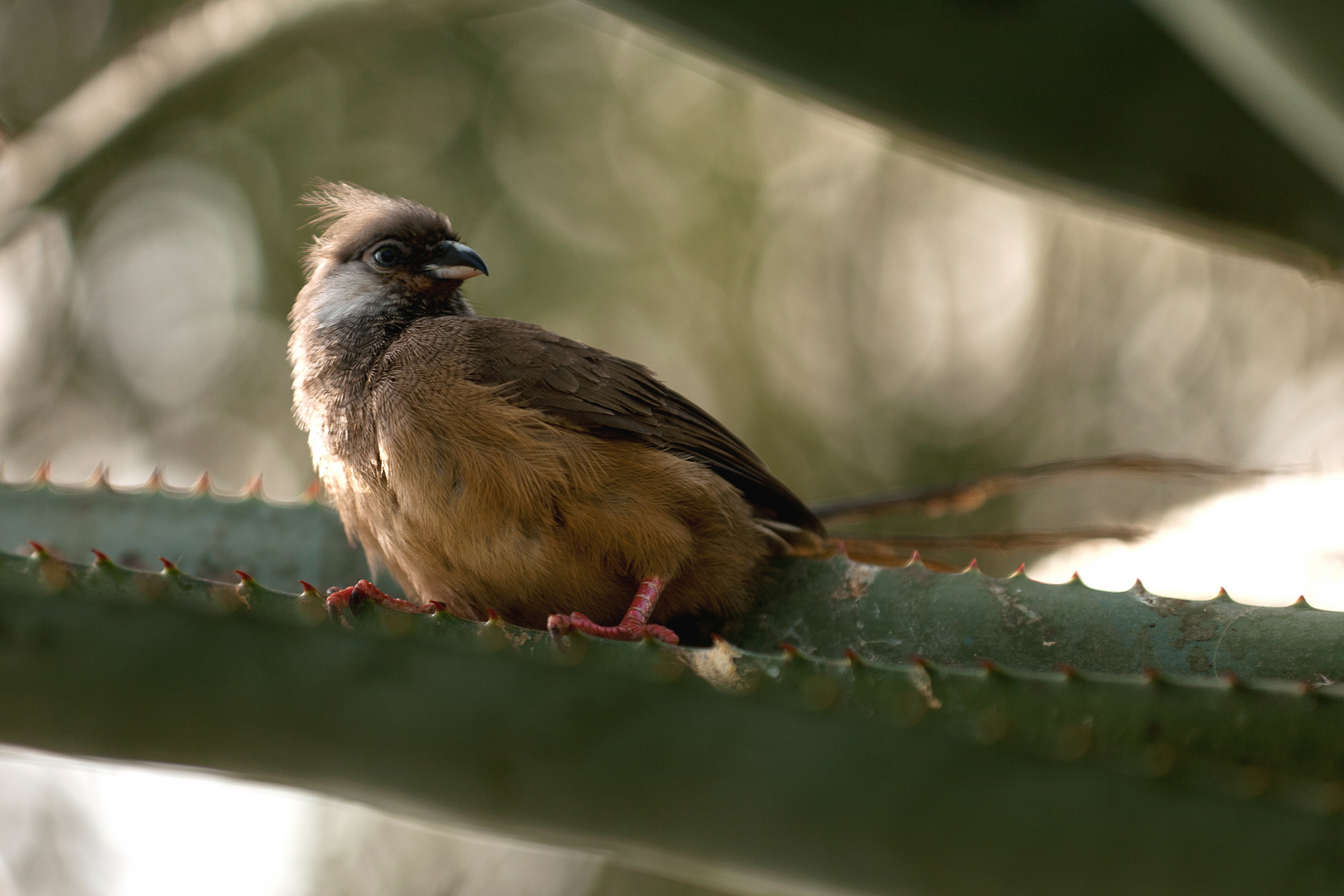 Ein kleiner Vogel