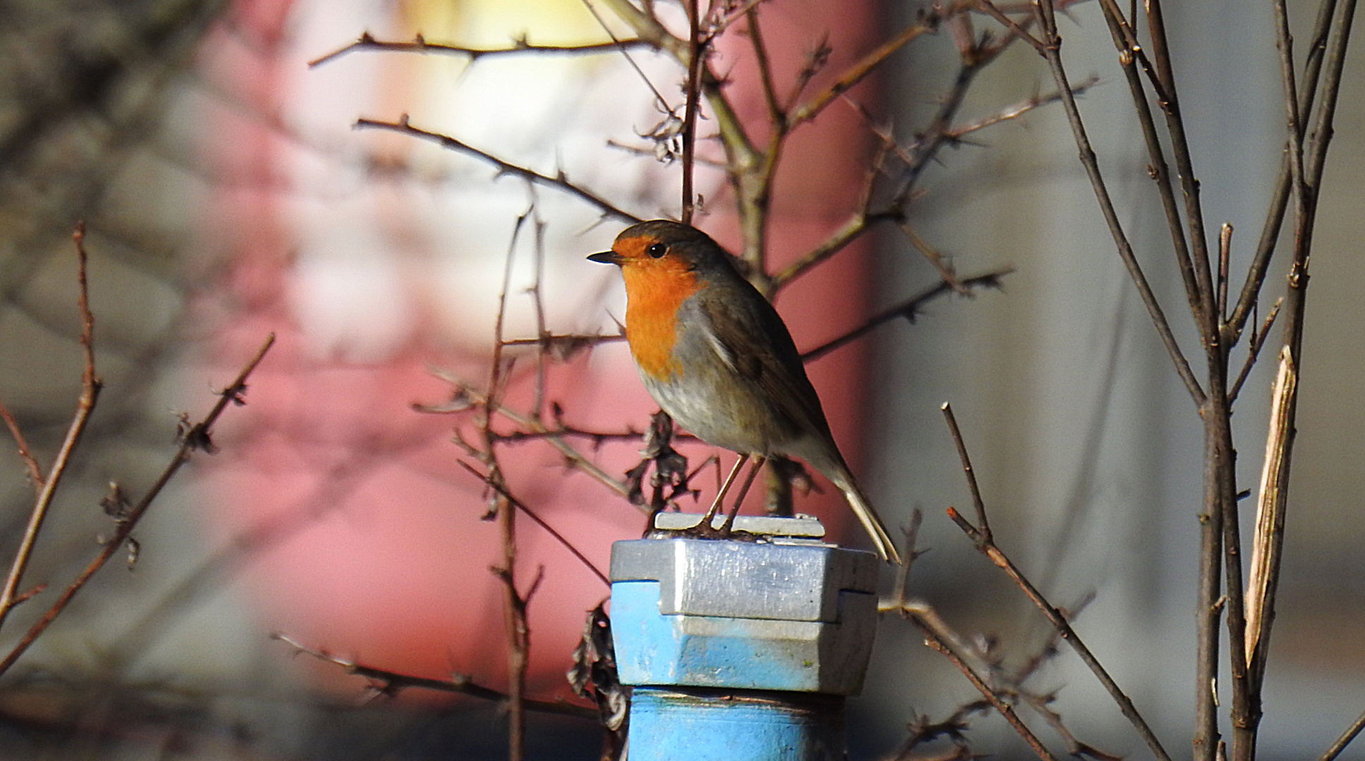 ein kleiner Vogel