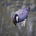 Ein kleiner Vogel mit großen Füßen