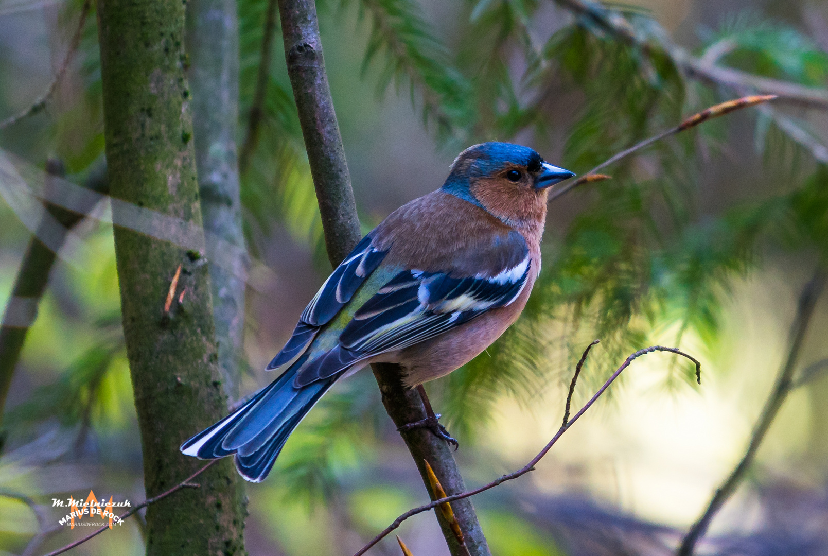 Ein kleiner Vogel mitten in der Natur