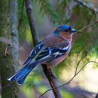 Ein kleiner Vogel mitten in der Natur