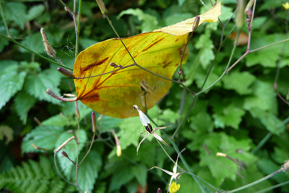 Ein kleiner Vorbote für den Herbst