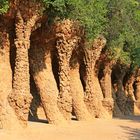 Ein kleiner Wald im Park Güell